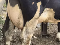 Cow, Russian Black pied cattle — photo 8
