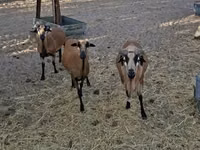 Carnero, Cameroon sheep — foto 3