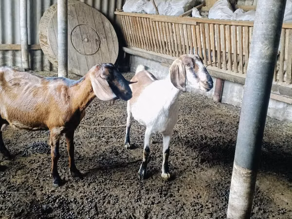 Goat, Nubian Goat