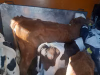Bulle, Simmental cattle — Foto 2