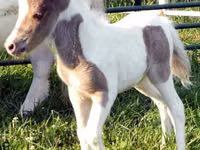घोड़ा, Miniature horse — फ़ोटो 8