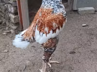 بليموث روك — الصورة 4