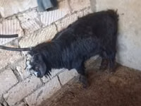 公山羊, Goats — 照片 3