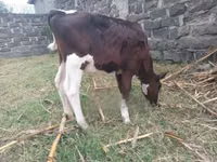 Toro, Russian Black pied cattle — foto 3