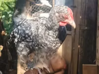 Brahma — Foto 7