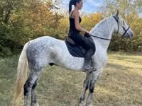 Horse (M), Andalusian horse — photo 8