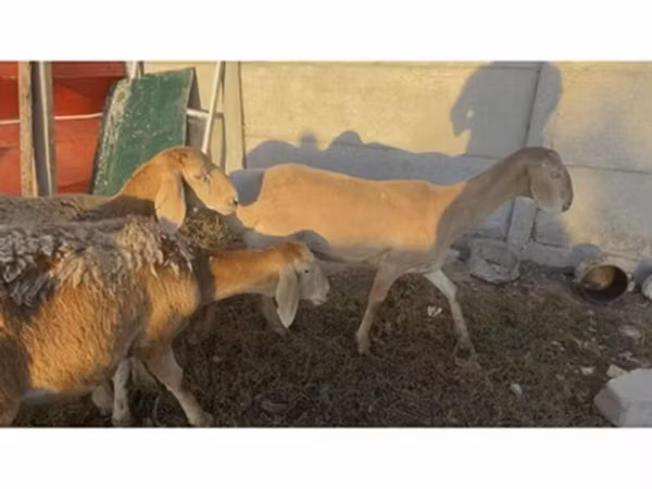 نعجة, Arashan sheep