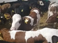 Bull, Cattle — photo 3
