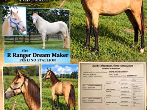 Mare, Rocky Mountain Horse
