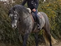 Horse (M), Andalusian horse — photo 3