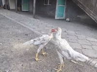 دجاج شمو — الصورة 3