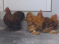 Pekin Bantam — photo 6