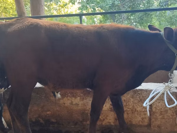 Cow, Cattle