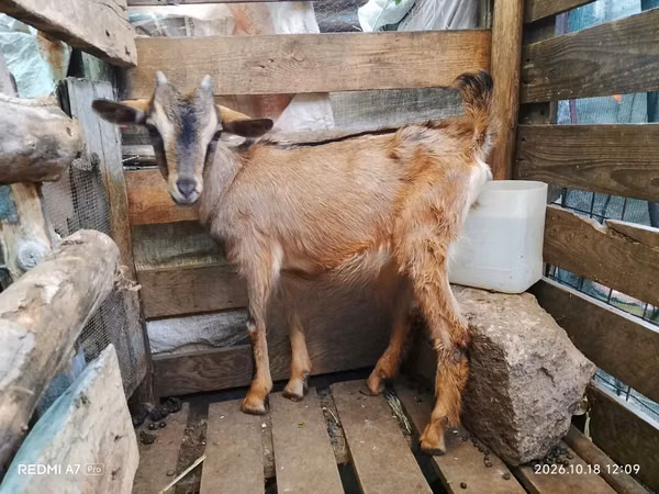 Ziegen (Partie, Geschlecht nicht angegeben), Alpine goat