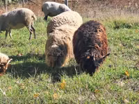 Ram, Racka sheep — photo 4