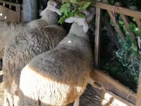 كبش, Lacaune sheep — الصورة 2