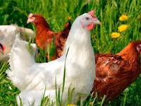 Chickens — photo 7