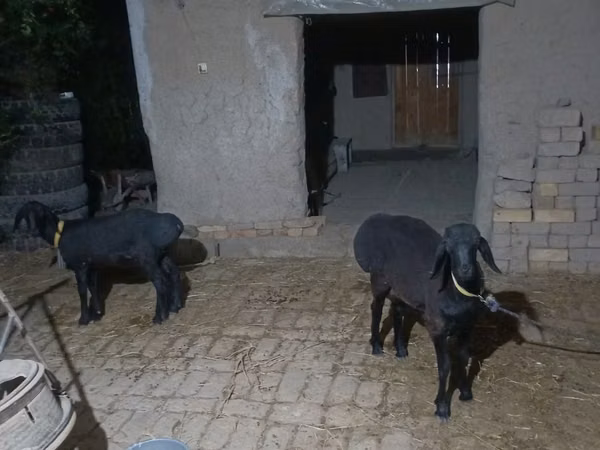 公山羊, Goats