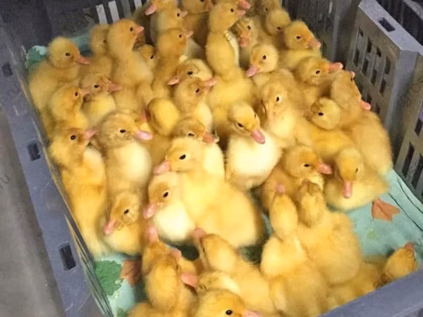 樱谷