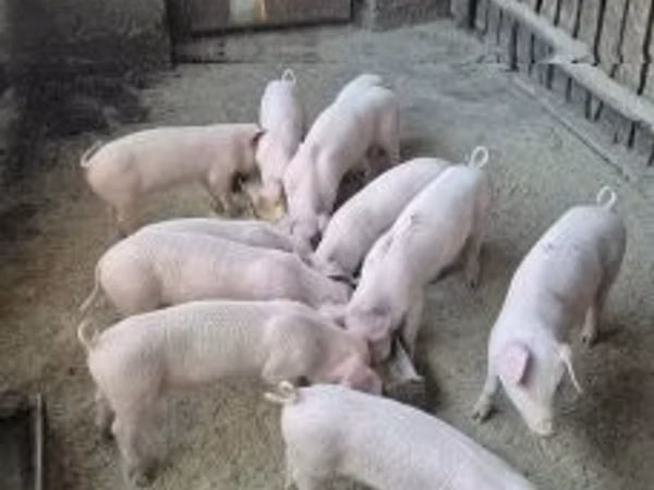 Pigs (batch, sex not specified), 
