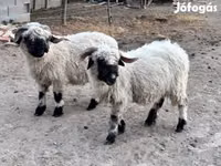 Schaf, Valais Blacknose sheep — Foto 2