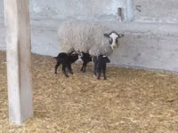 भेड़, Romanov sheep — फ़ोटो 1