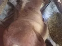 Stute, Haflinger — Foto 1