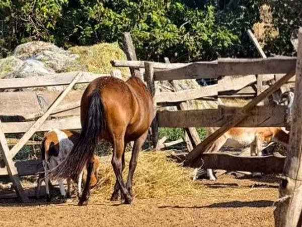 Caballo, Caballos