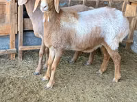 Schaf, Arashan sheep — Foto 1