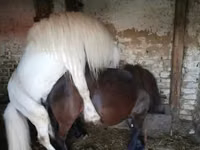 Horse (M), Shetland Pony — photo 3