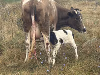 सांड, मवेशी — फ़ोटो 1