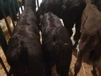 Cattle (batch, sex not specified), Cattle — photo 5
