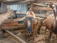 Cabras (lote, sexo no especificado), Alpine goat — foto 1
