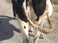 Vaca, Russian Black pied cattle — foto 4