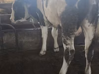 Bull, Simmental cattle — photo 2