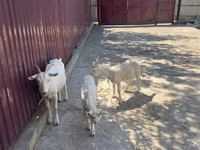 Ziege, Russian White goat — Foto 4
