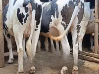 Kuh, Holstein-Rasse — Foto 2