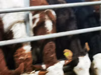 أبقار (دفعة، الجنس غير محدد), Simmental cattle — الصورة 6