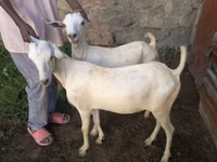 Cabras (lote, sexo no especificado), Boer goat — foto 2
