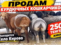 Carnero, Kazakh fat-tailed coarsewool sheep — foto 1