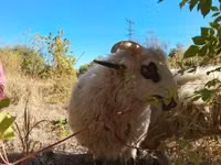 Ram, Racka sheep — photo 3