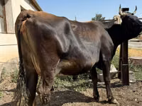 Cow, Cattle — photo 2