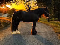 Hengst, Gypsy horse — Foto 5