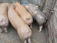 Sow, Pigs — photo 1