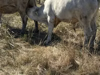Bull, Red Polled Cow — photo 5