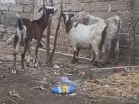 公山羊, Goats — 照片 2