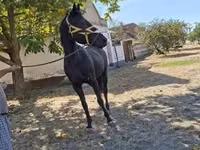 Horse (M), Horses — photo 2