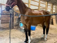 فرس, Dutch warmblood horse — الصورة 8