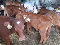 सांड, Simmental cattle — फ़ोटो 1