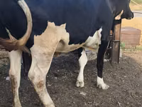Cow, Russian Black pied cattle — photo 2